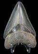 Serrated Juvenile Megalodon Tooth - South Carolina #40632-2